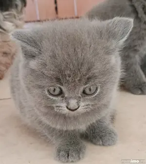 Pui British Shorthair - imagine 2