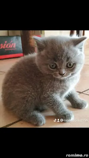 Pui British Shorthair