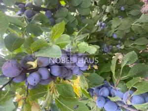 Casa de locuit, teren intravilan 5500 mp, livada, sat Carja, jud Vaslui - imagine 17