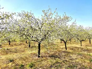 Casa de locuit, teren intravilan 5500 mp, livada, sat Carja, jud Vaslui - imagine 15