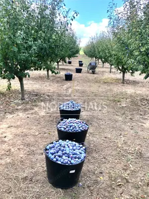 Casa de locuit, teren intravilan 5500 mp, livada, sat Carja, jud Vaslui - imagine 18