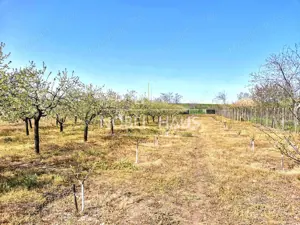 Casa de locuit, teren intravilan 5500 mp, livada, sat Carja, jud Vaslui - imagine 16