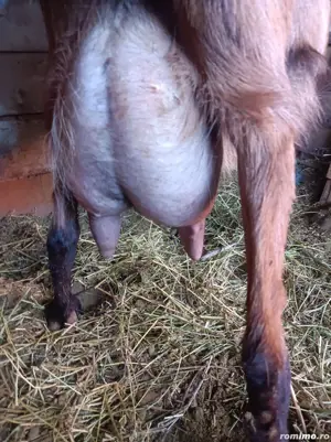 vind capre alpin franceze