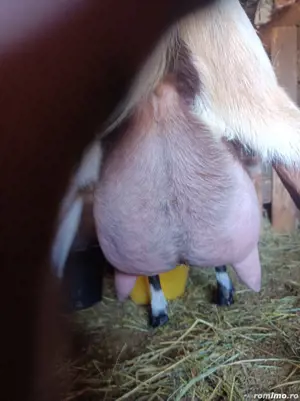 vind capre alpin franceze - imagine 2 vind capre alpin franceze - imagine 2