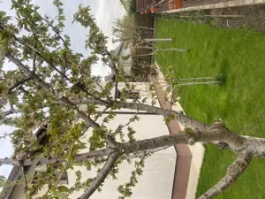 Vand casa la curte,Magurele,limita sector5 - imagine 10