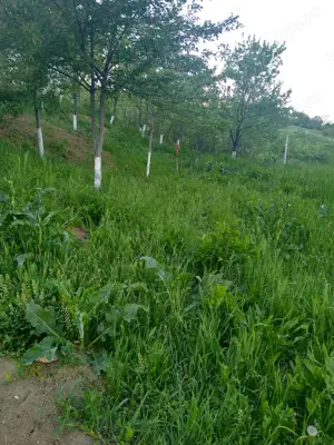 Teren intravilan în Vlădiceni  - imagine 6