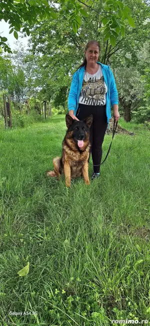 Mascul Ciobanesc  German  - imagine 4