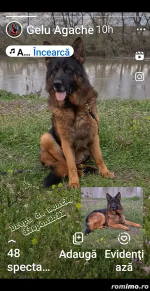 Mascul Ciobanesc  German  - imagine 5