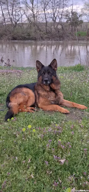 Mascul Ciobanesc  German  - imagine 6