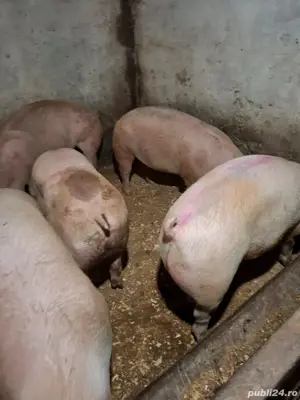 vand porci - imagine 2 vand porci - imagine 2