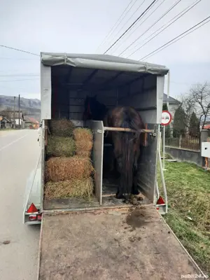 Transport animale vii    - imagine 4