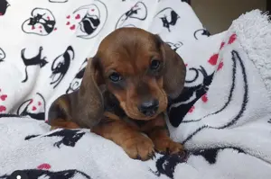 Teckel mascul și femela