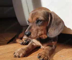 Teckel mascul și femelă