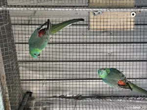 De vânzare Catatori ff frumoșii  - imagine 4 De vânzare Catatori ff frumoșii  - imagine 4