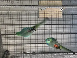 De vânzare Catatori ff frumoșii  - imagine 2 De vânzare Catatori ff frumoșii  - imagine 2