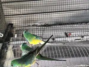 De vânzare Catatori ff frumoșii 