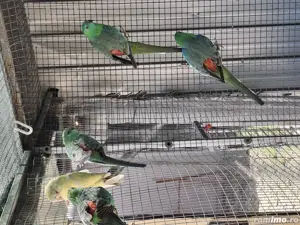 De vânzare Catatori ff frumoșii  - imagine 5 De vânzare Catatori ff frumoșii  - imagine 5