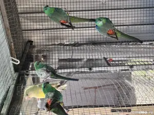 De vânzare Catatori ff frumoșii  - imagine 3 De vânzare Catatori ff frumoșii  - imagine 3