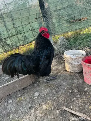 Vand gaini si pui de rasa