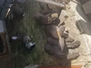 Iepuri, caută alta casa