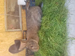 Iepuri, caută alta casa - imagine 2