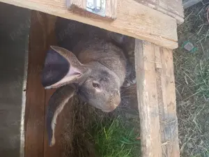 Iepuri, caută alta casa - imagine 3