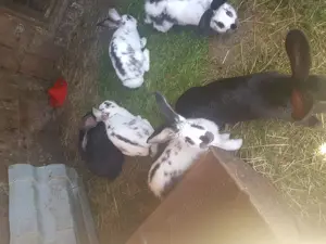 Iepuri, caută alta casa - imagine 5