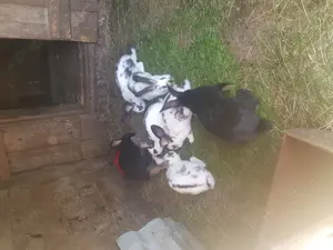 Iepuri, caută alta casa - imagine 4