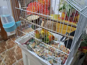 La micro ferma la Euța , vand pui blanzi de agapornis si costa 180 lei - imagine 3