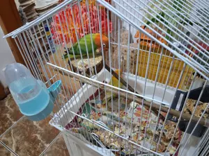 La micro ferma la Euța , vand pui blanzi de agapornis si costa 180 lei - imagine 2