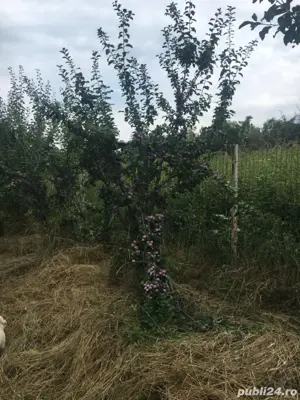 vand livada pruni in rod - imagine 3