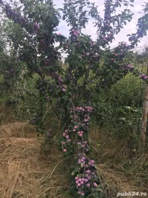 vand livada pruni in rod - imagine 5