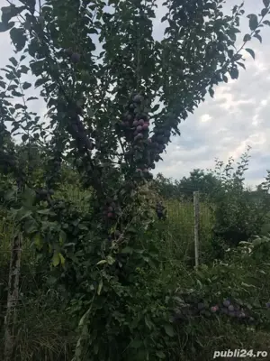 vand livada pruni in rod