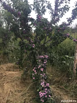 vand livada pruni in rod - imagine 2