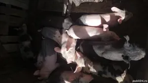 vand purcei din monta