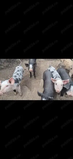 Vând purcei rasa Duroc + pietran - imagine 2