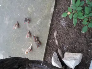 Vand Zebră Cinteza australiana fetita  - imagine 4