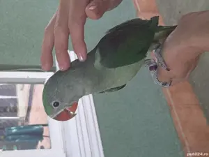 Puiuți Marele Alexandar  - imagine 2