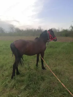 Cai de rasă  - imagine 2