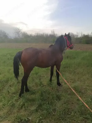 Cai de rasă  - imagine 3