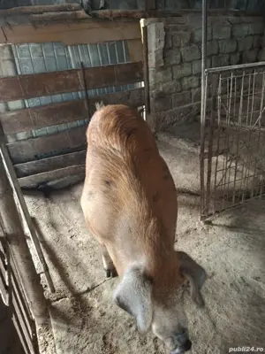 porc de vânzare  - imagine 3 porc de vânzare  - imagine 3