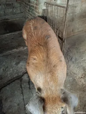 porc de vânzare  - imagine 4 porc de vânzare  - imagine 4