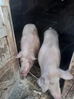 Vând porci , localitatea Blaj 