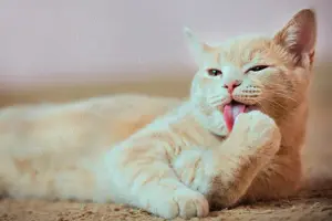 american shorthairred tabby