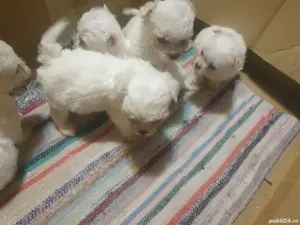 Bichon maltez mini toy  - imagine 2