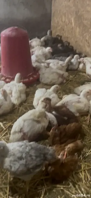 Pui de carne tăiați sau vii