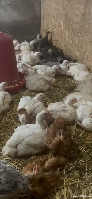 Pui de carne tăiați sau vii - imagine 2