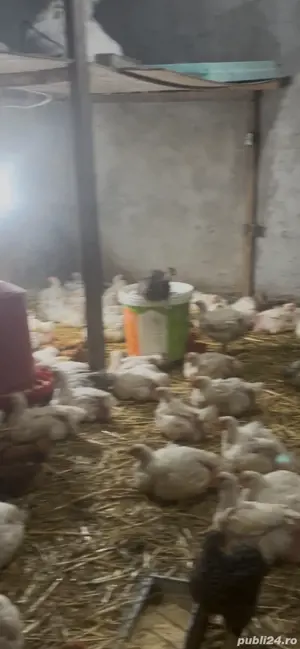 pui de vinzare - imagine 3