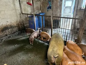 Scroafa Scroafa cu 9 purcei Brasov - Animale