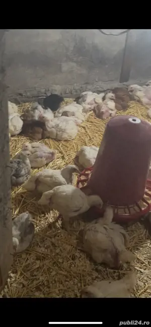 Pui de carne tăiați sau vii - imagine 3